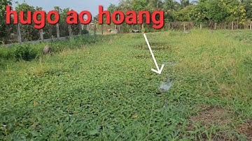 Câu cá lóc Gò Công quá phê phút cuối được con hugo đen sì quá đã | Thái Nguyễn fishing