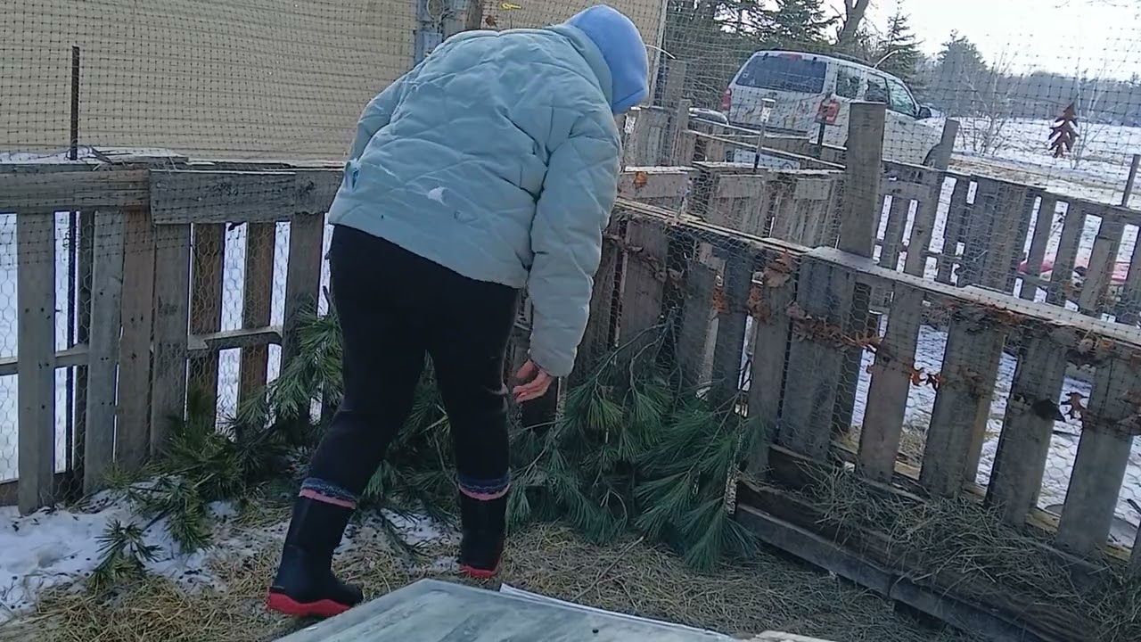 Pine for everyone 