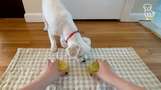 Doggy Nosework Exercise + Which Cup is Hiding Your Treat? by Jihotube 18 views 3 years ago 3 minutes, 4 seconds