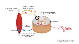 Monosynaptic intrinsic reflex