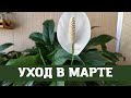 Женское Счастье (Спатифиллум), Уход в Марте