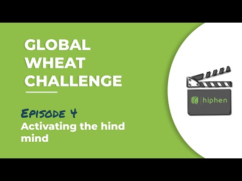 Global Wheat,  Episode 4 : Kaggle Competition