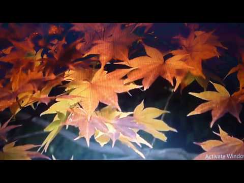 თეიმურაზ კირვალიძე / Teimuraz kirvalidze