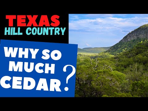 Video: Apakah pohon cedar asli Texas?