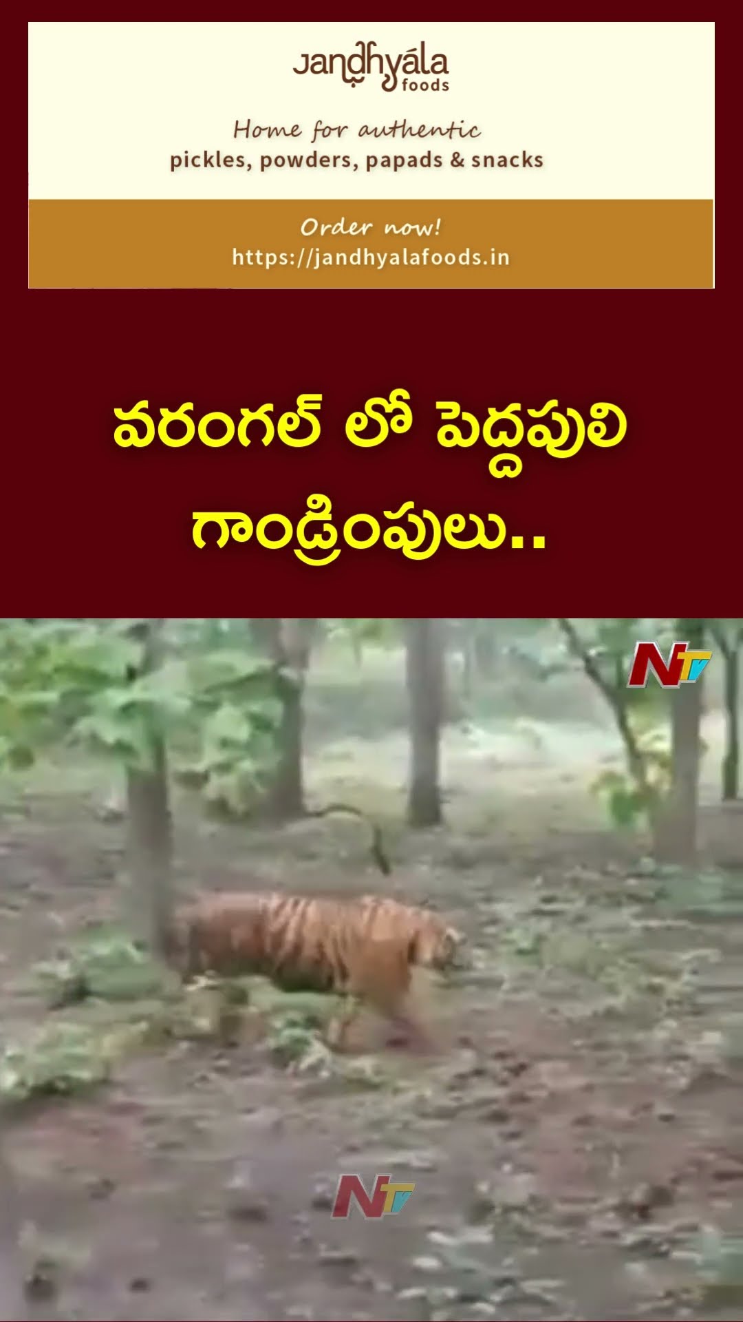 Tiger in Warangal: నర్సంపేటలో పులి సంచారం | Ntv