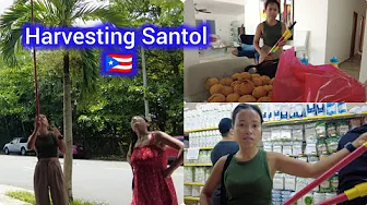 Harvesting Santol /San Juan Puerto Rico 🇵🇷