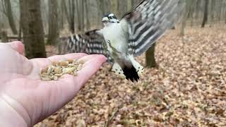 Hand-feeding Birds in Slow Mo - Downy Woodpecker