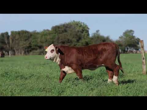 LOTE 06A - FIV 231