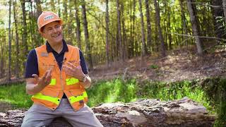 Sustainable Forestry