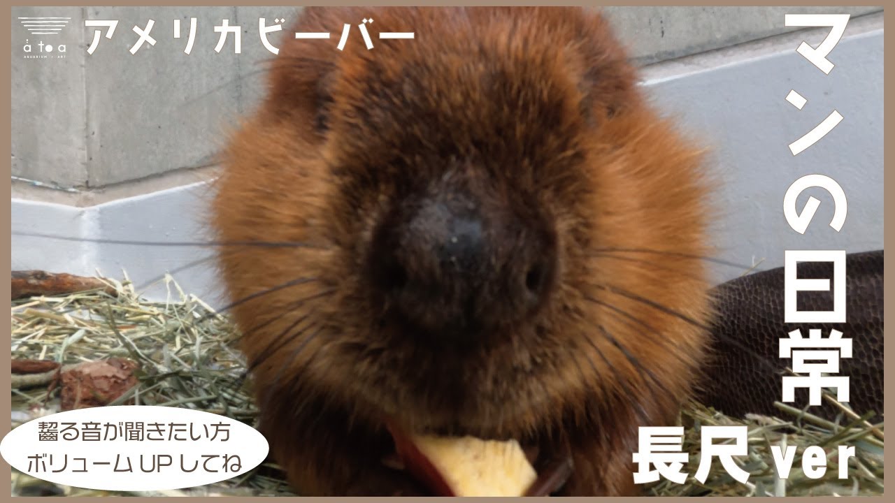 アメリカビーバー「マン」の日常