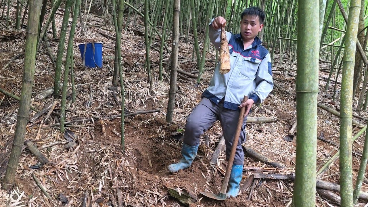 Maum Taub Yawm Neej Wb Hav Zoov Ci Ntsuag Iab Noj - 3 Pab Txiv Tub - 2026