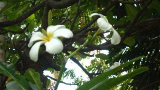 This is a song a wrote so just tell me what you think its copy righ...