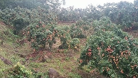 vải thiều lục ngạn vườn vải u hồng khoảng 5 tấn giờ mới bắt đầu chín tai biển động lục ngạn