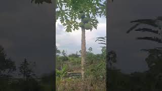 ngộp