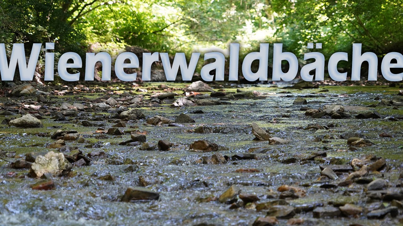 Die verborgenen Wienerwaldbäche