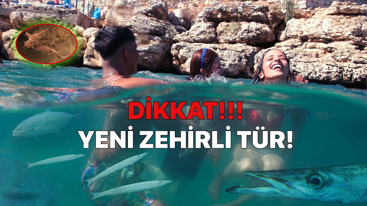 Dikkat: Yeni Zehirli Tür!,  Yüzerken Ayağımızın Dibinde Gezen Balıklar! 07.2024 Mersin