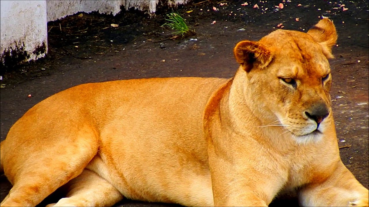 多摩動物公園 ライオン 泥棒メイクのルエナ Youtube