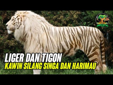 Video: Liger ialah kacukan singa dan harimau