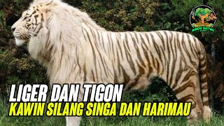Liger Dan Tigon, Hewan Kawin Silang Singa dan Harimau
