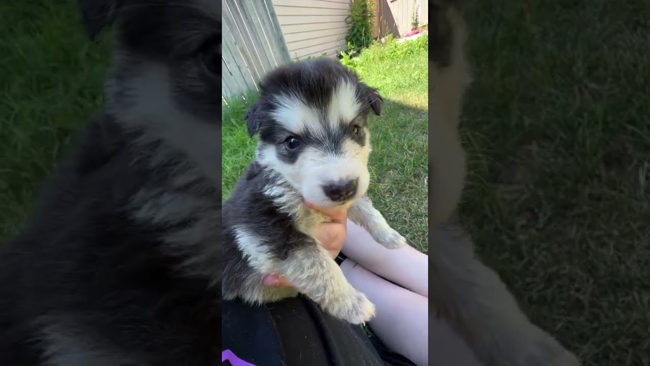 Siberian Husky Puppy Loves her New Foster Dad