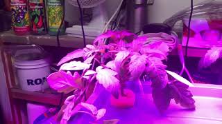 Ep 3 - Nothing has died!!! Basement Hydroponics Weekly Update