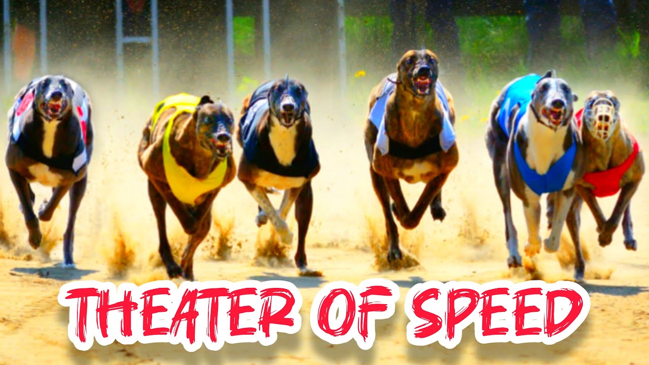 **"Fast and Fearless: The Thrill of Saluki Racing!"**