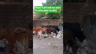 Cow 9 Gou Rakshak Uk