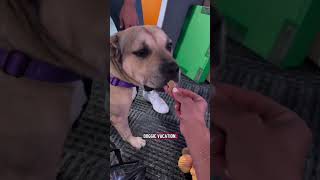 Palm Beach County Animal Care and Control launches Doggie Daycation Program