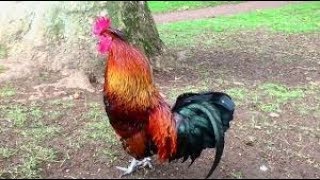 Rooster - Ringtone With Free Download Link