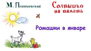 М.Пляцковский - Сказка "Ромашки в январе" -  Из книги "Солнышко на память" - Слушать