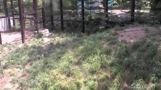 肉をくわえて走るオオカミ~Wolf that runs while holding meat in his mouth