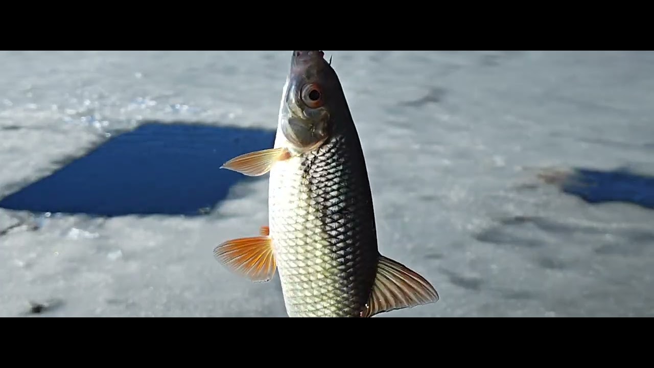 Batem z przerębla wczesną wiosną