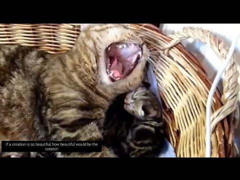 pashto-nasheed.-پښتو-ترانه