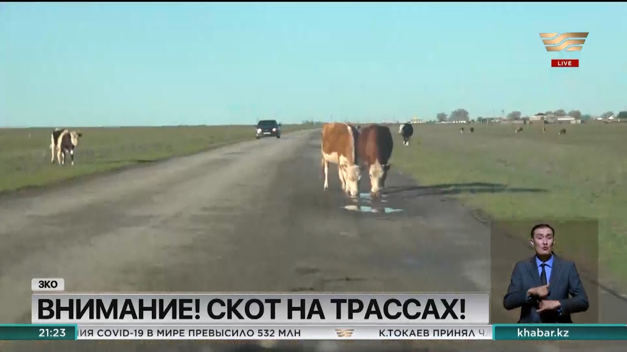 Сбил корову кто виноват водитель или хозяин коровы