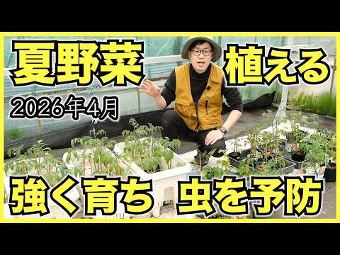 【ミニトマト】トマト類40品種とナス, ピーマン, キュウリの植え付けと準備, 害虫予防のコツ【2026年4月】