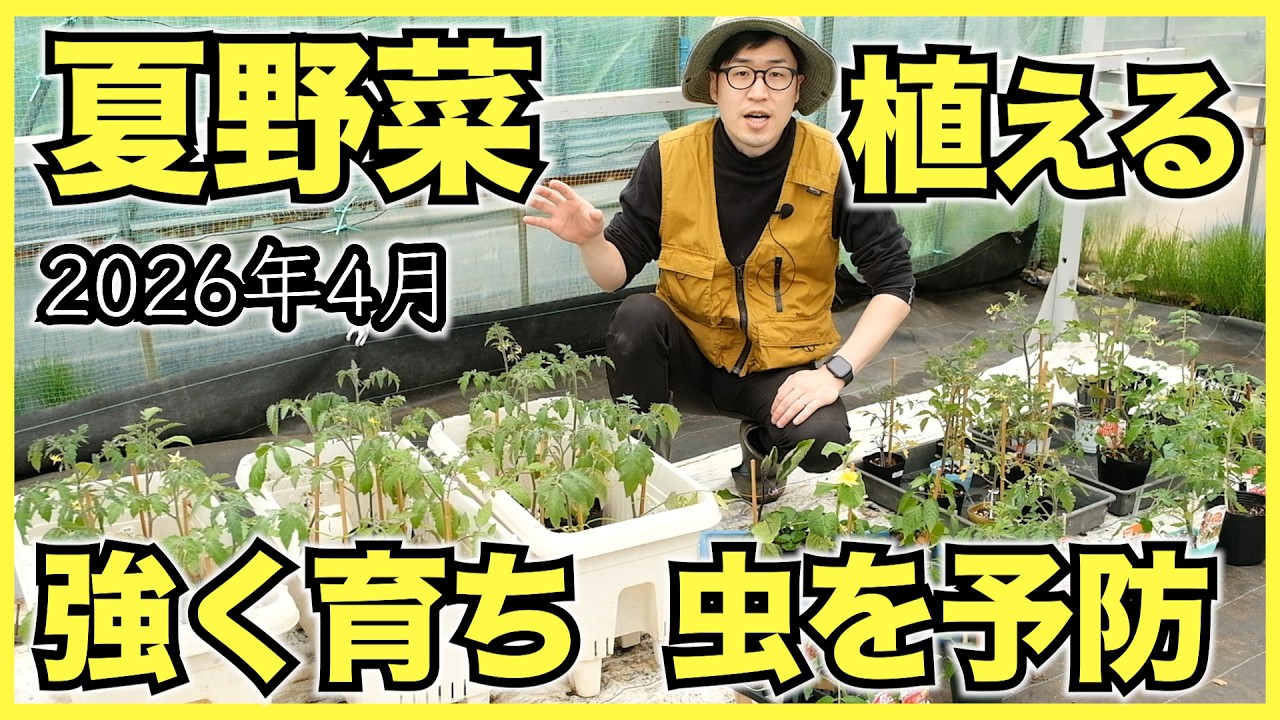 ミニトマト】トマト類40品種とナス, ピーマン, キュウリの植え付けと