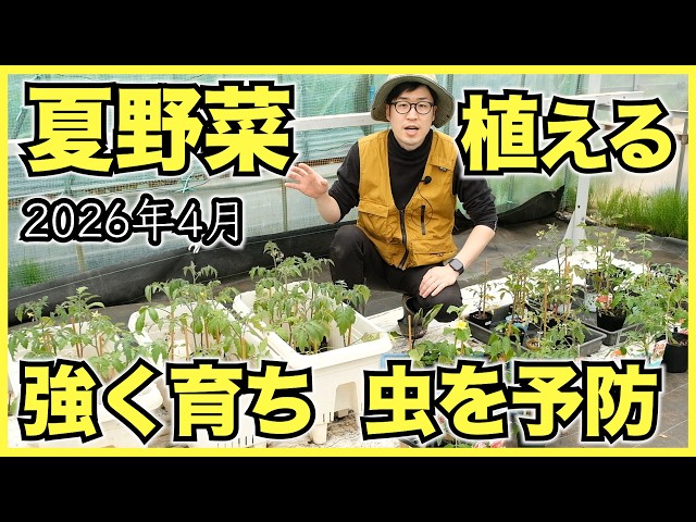 ミニトマト】トマト類40品種とナス, ピーマン, キュウリの植え付けと