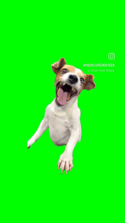 ketawa anjing ngakak