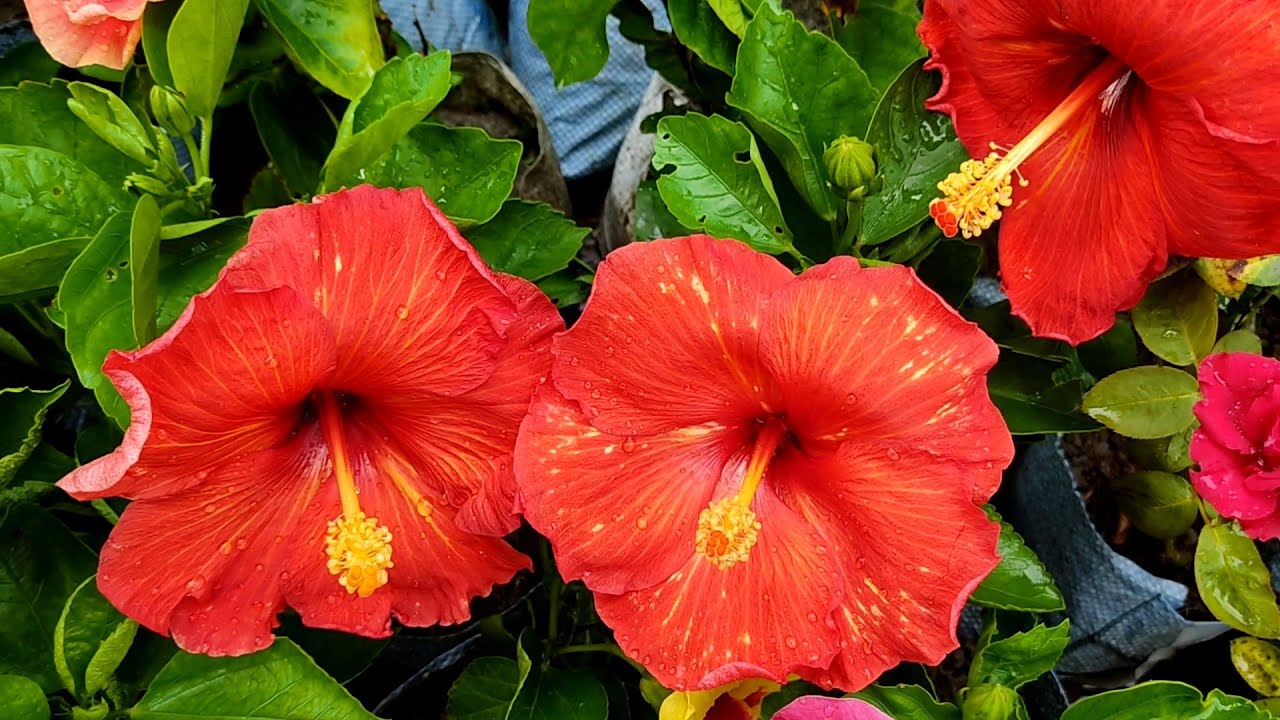 Weekly Flower Plants Market In Kolkata Kolkata Largest Flower Plants