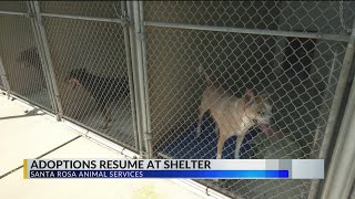 Santa Rosa County Animal Services now fully open for adoption after dogs battled bacterial illness