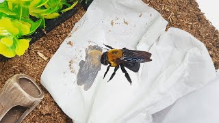 A Bee Left Alone After A Friend Passed Away.