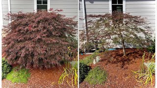 Before & After pruning a Japanese laceleaf Japanese maple - previously unpruned on Camano Island, WA