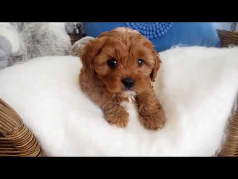 toy cavoodle puppies