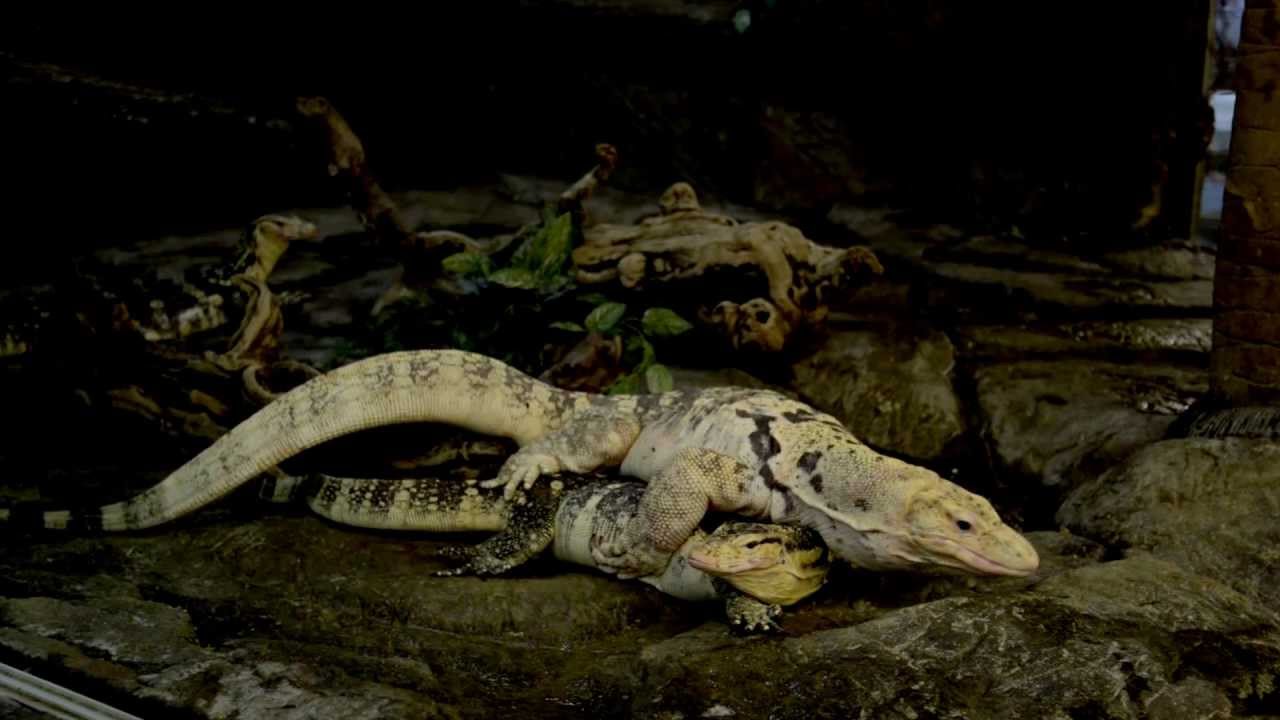 Lizard Putting the Moves on His Lady