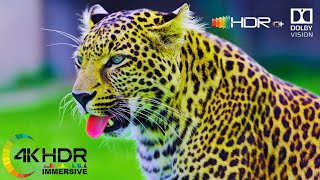 Animals in 4K HDR 60FPS Video with Relaxing Music  🐾 Wildlife Documentary Part 4