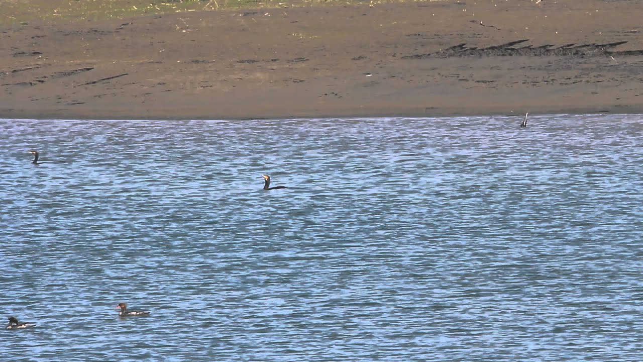 Cormorant catching fish, 鸕鹚抓魚