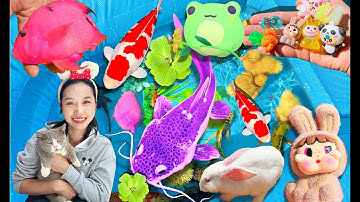 Hanale Giới Thiệu Các Con Vật, Con Cá, Con Mèo, Con Thỏ, Con Rùa, Thằn Lằn, Vịt, Cá Trê Kiểng