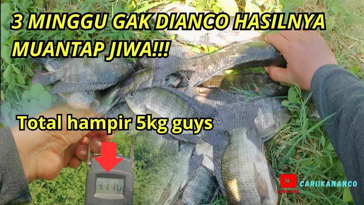 Luar biasa...3 minggu gak di anco...hanya 2 jam bisa dapet 4,7 kg...joss gandoss istimewa Muantap👍👍