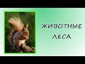 Животные леса Окружающий мир