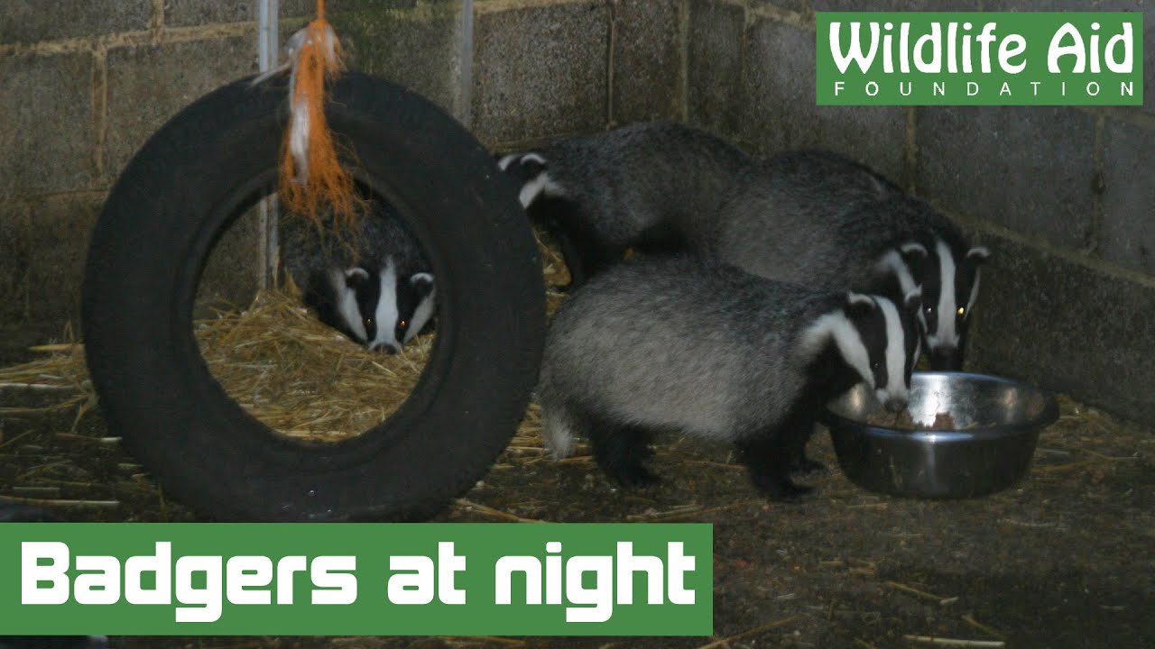 What do you think our badger cubs do at night?